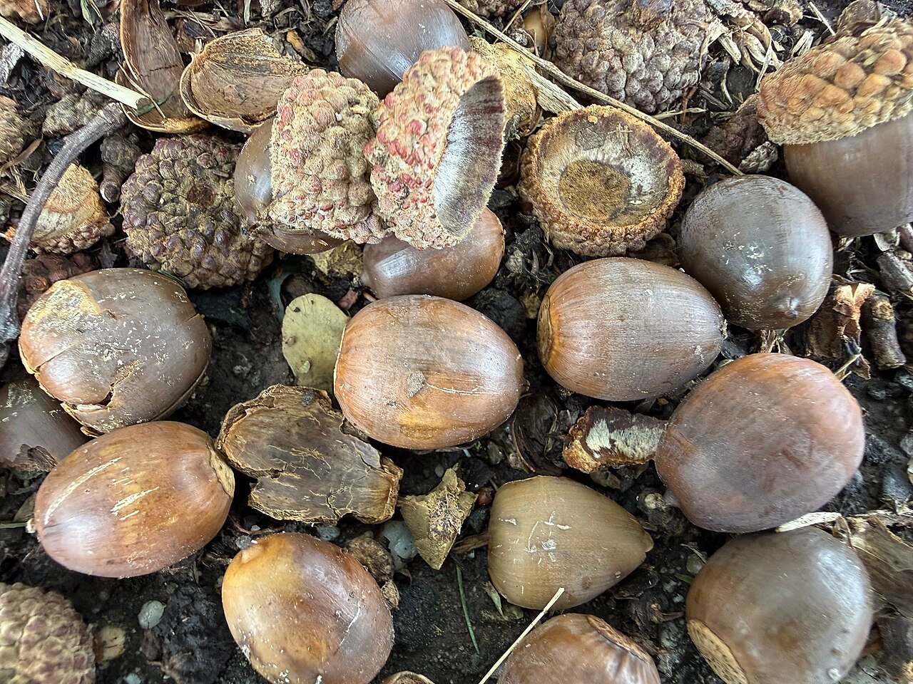 Tennessee Is Asking Residents to Collect White Oak Acorns Before November 15 to Help Restore Its Forests