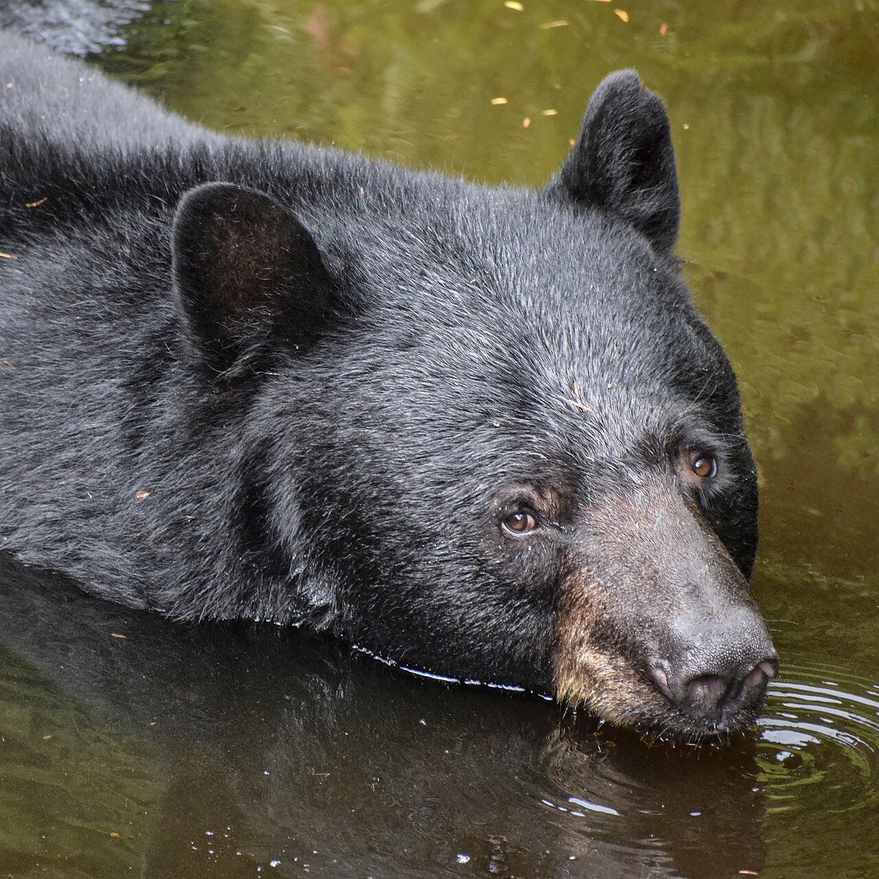 Nearly 1,900 Black Bears Live in the Smoky Mountains, and Fall Is One of Their Busiest Seasons
