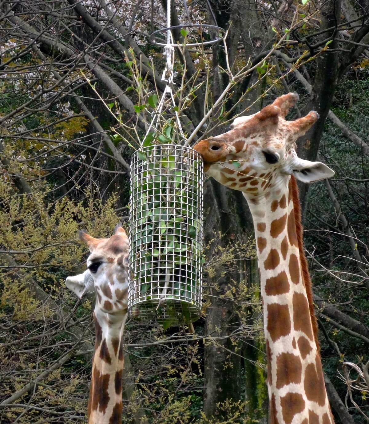 Yes, You Can Legally Own a Kangaroo or Giraffe in Tennessee. Here’s What the Law Says